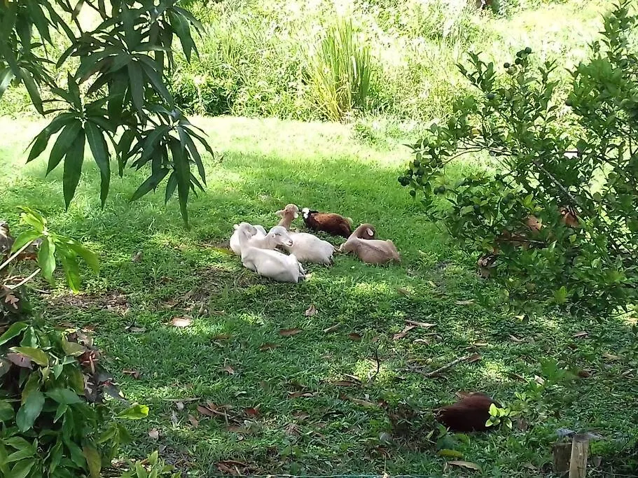 Holiday home Le Chant Des Pipiris Villa Riviere-Salee Martinique